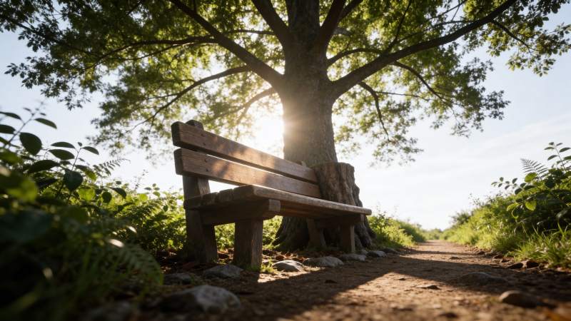 树荫下的静谧长椅图片