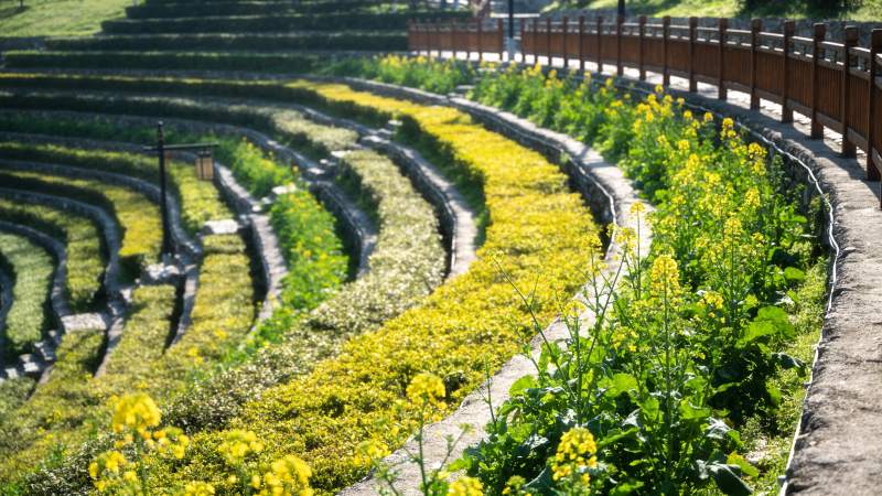梯田花海绽放图片