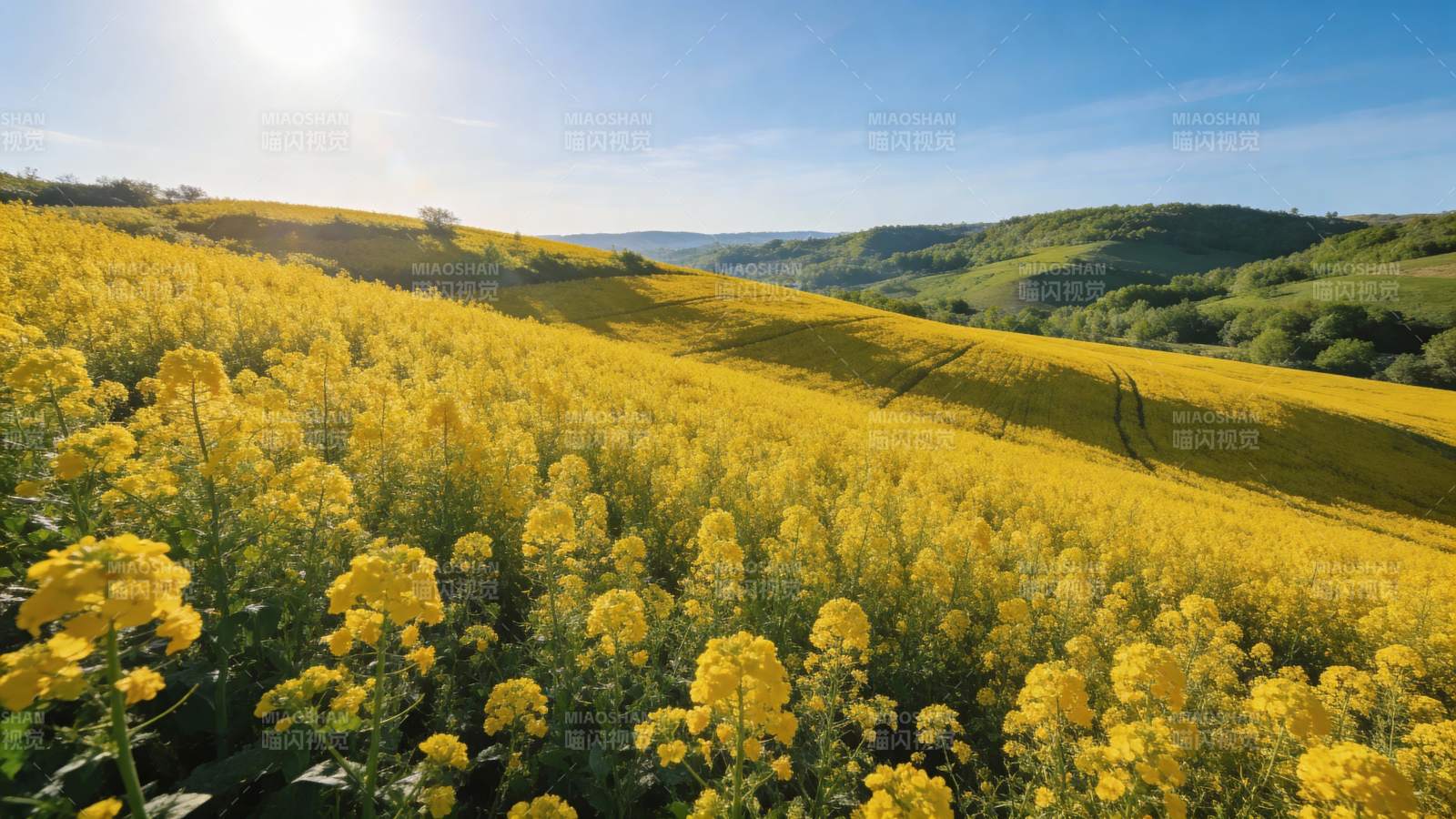 金黄花海映山峦图片