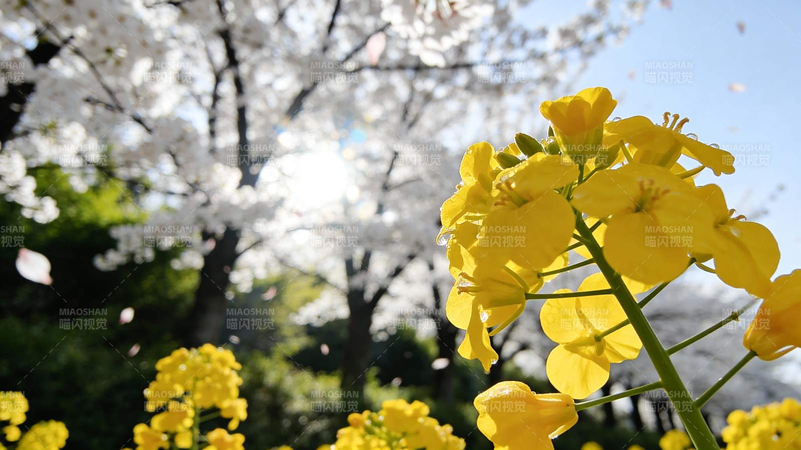 樱花与油菜花共舞图片
