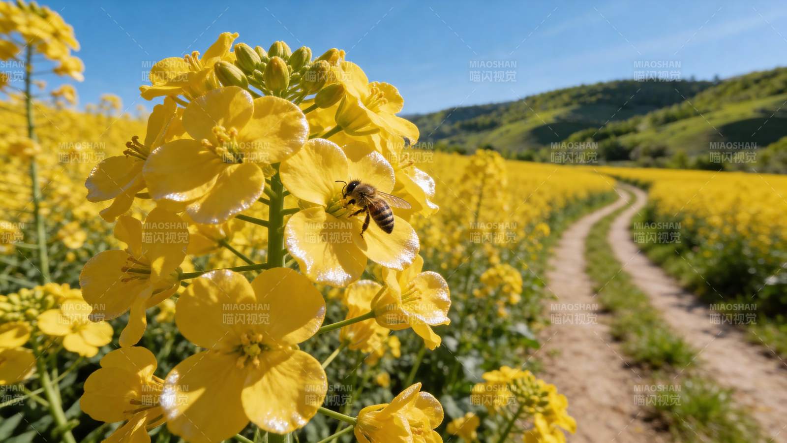 油菜花田蜜蜂采蜜图片
