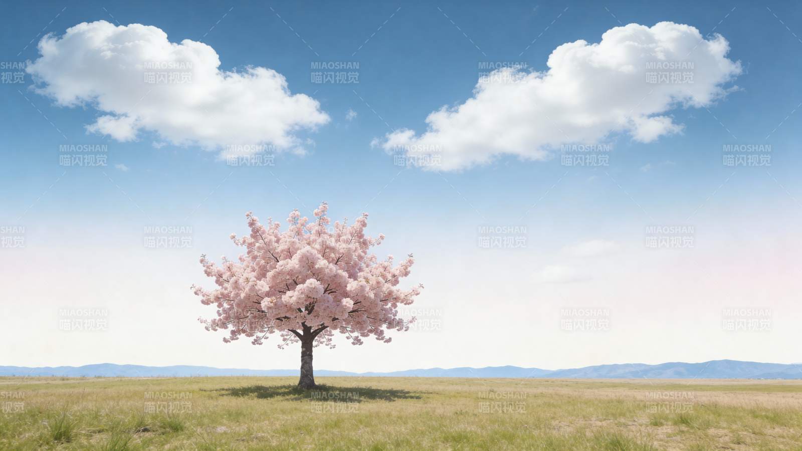 樱花树下春意浓图片