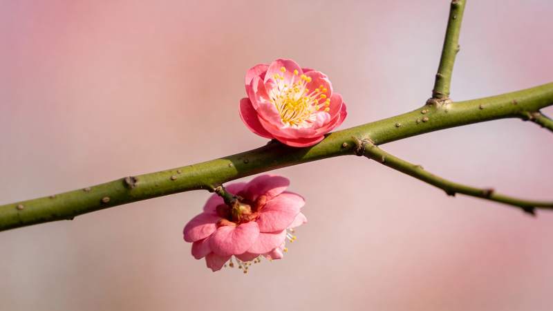 梅花绽放枝头图片