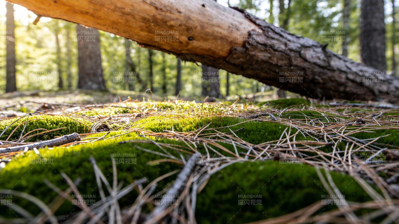 林间青苔静谧景图片