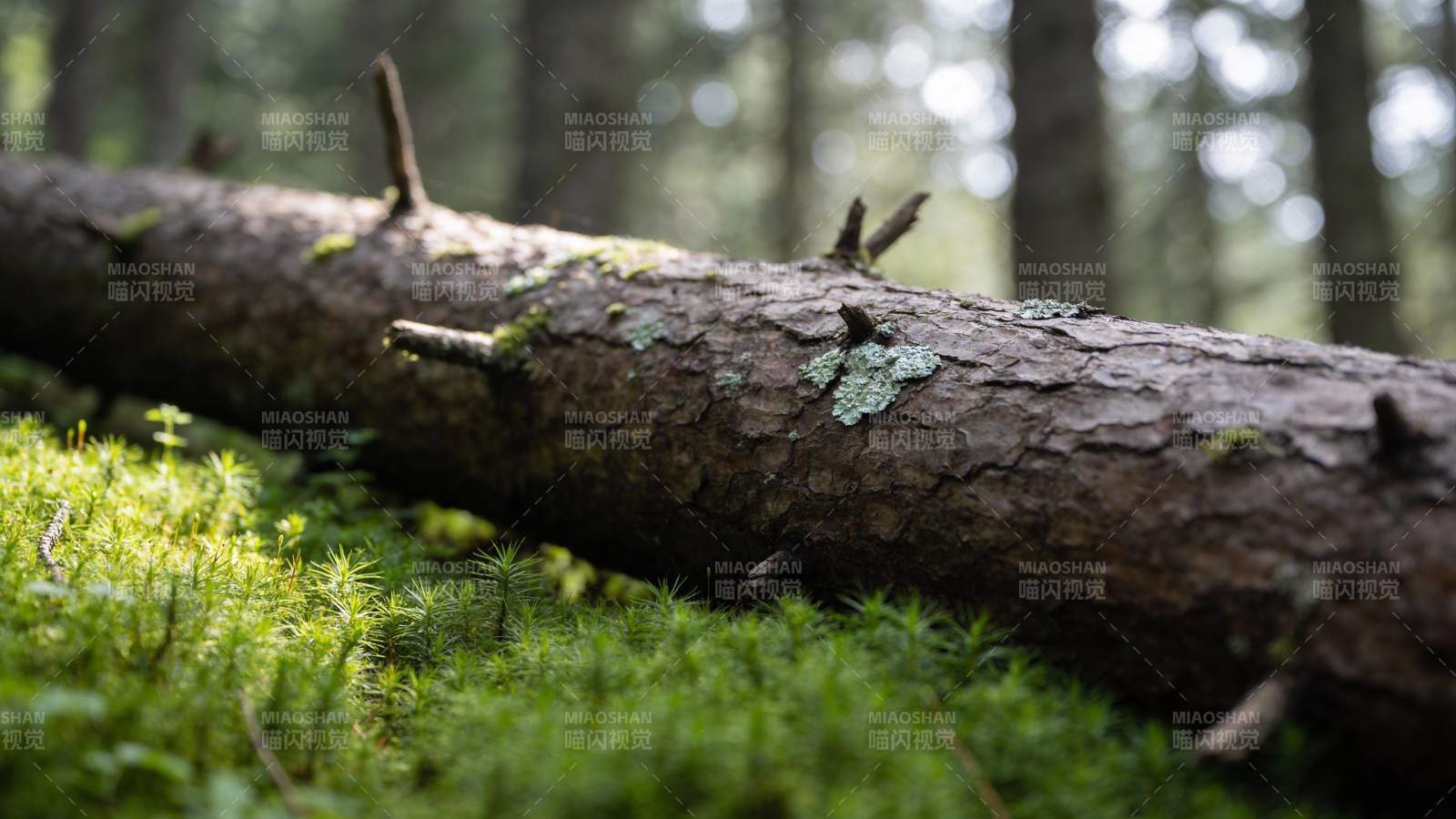 森林中的倒木与青苔图片