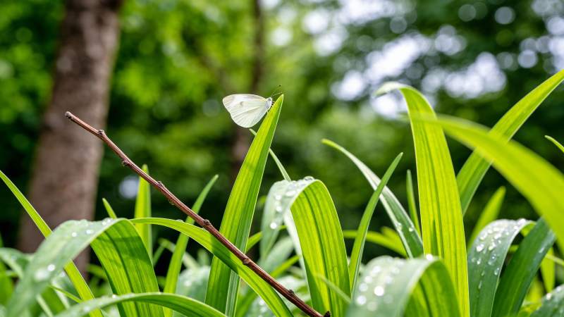 白蝶栖绿叶图片