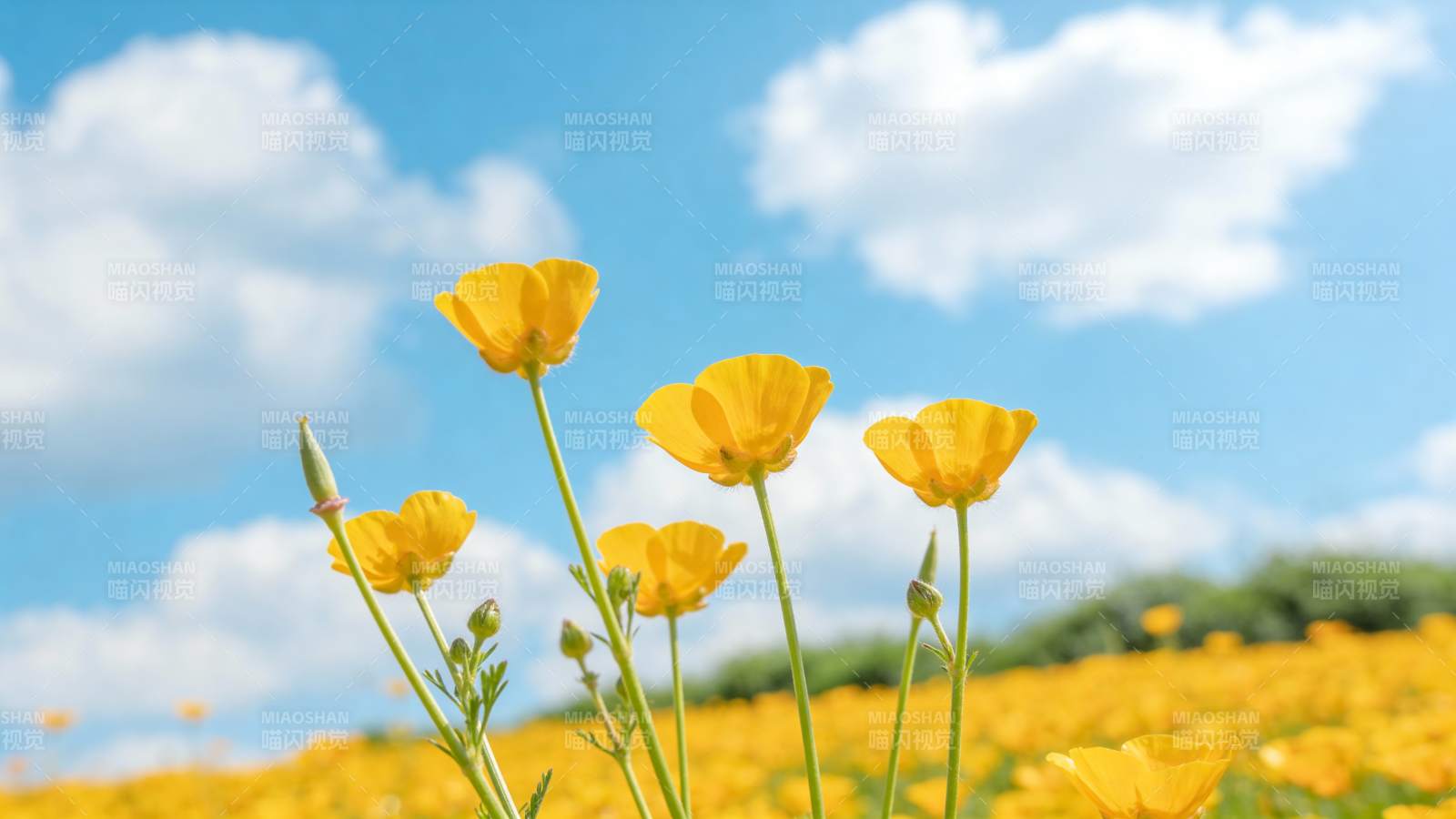 金花迎风绽放图片