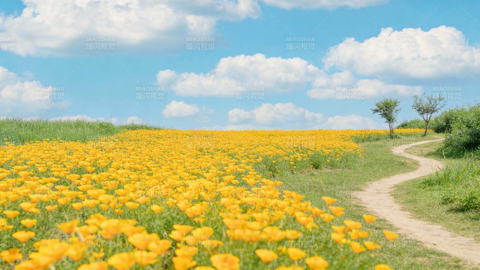 金花遍野小径蜿蜒图片