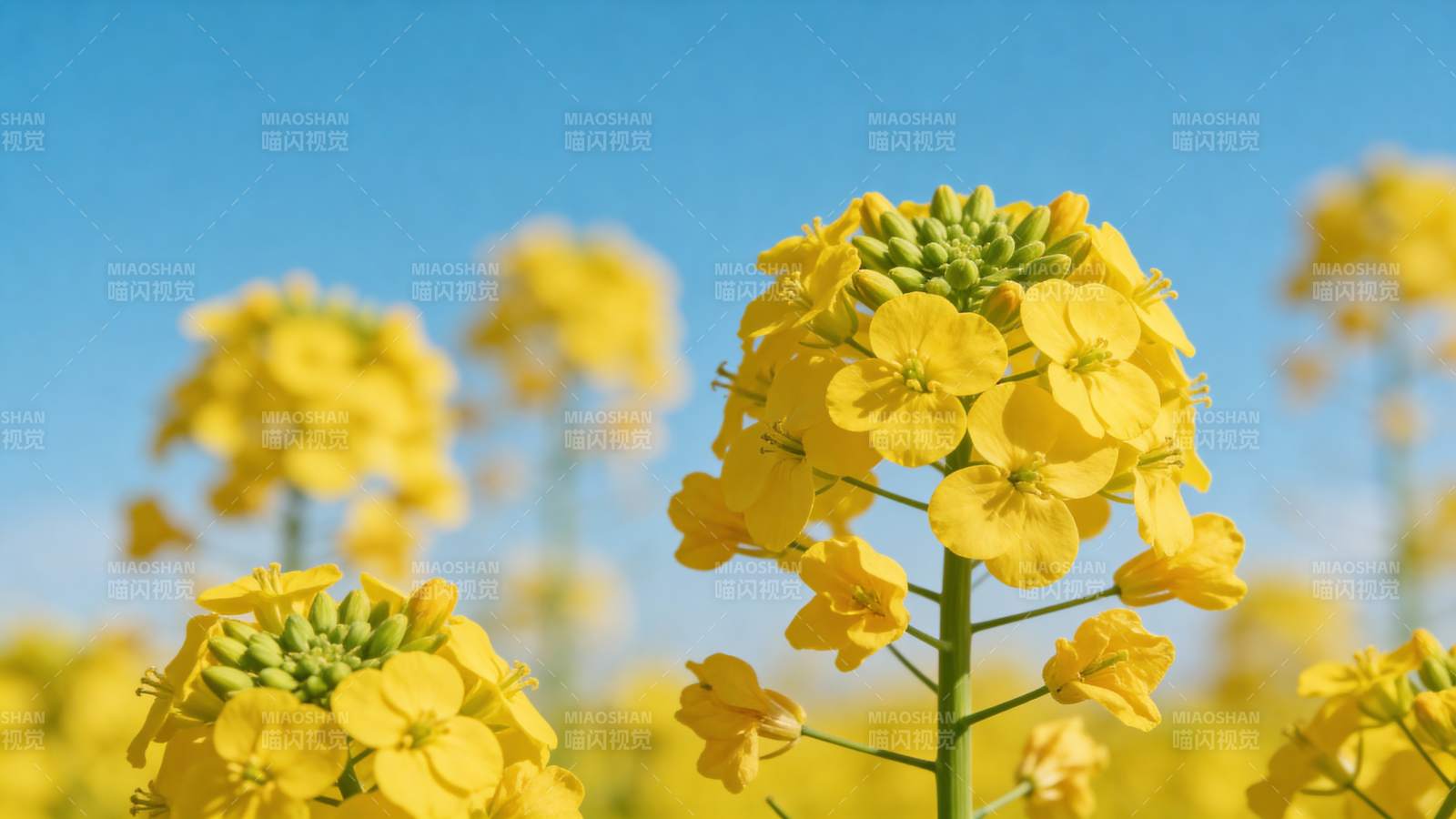 油菜花盛开图片