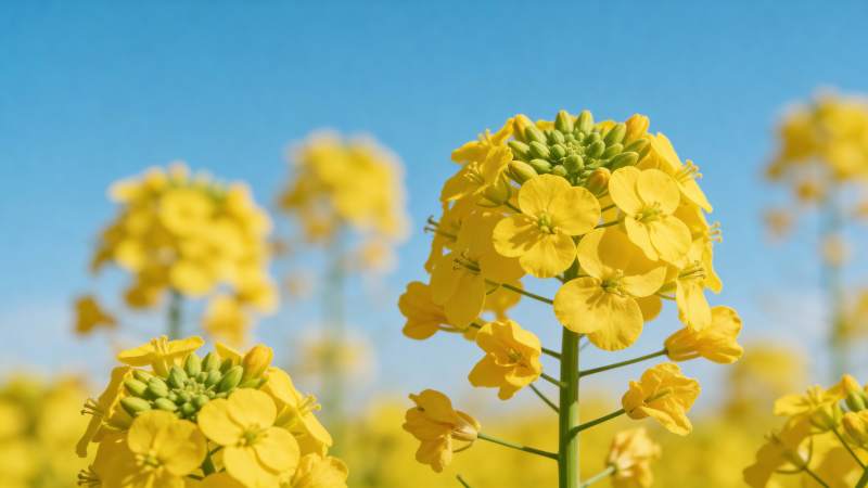 油菜花盛开图片