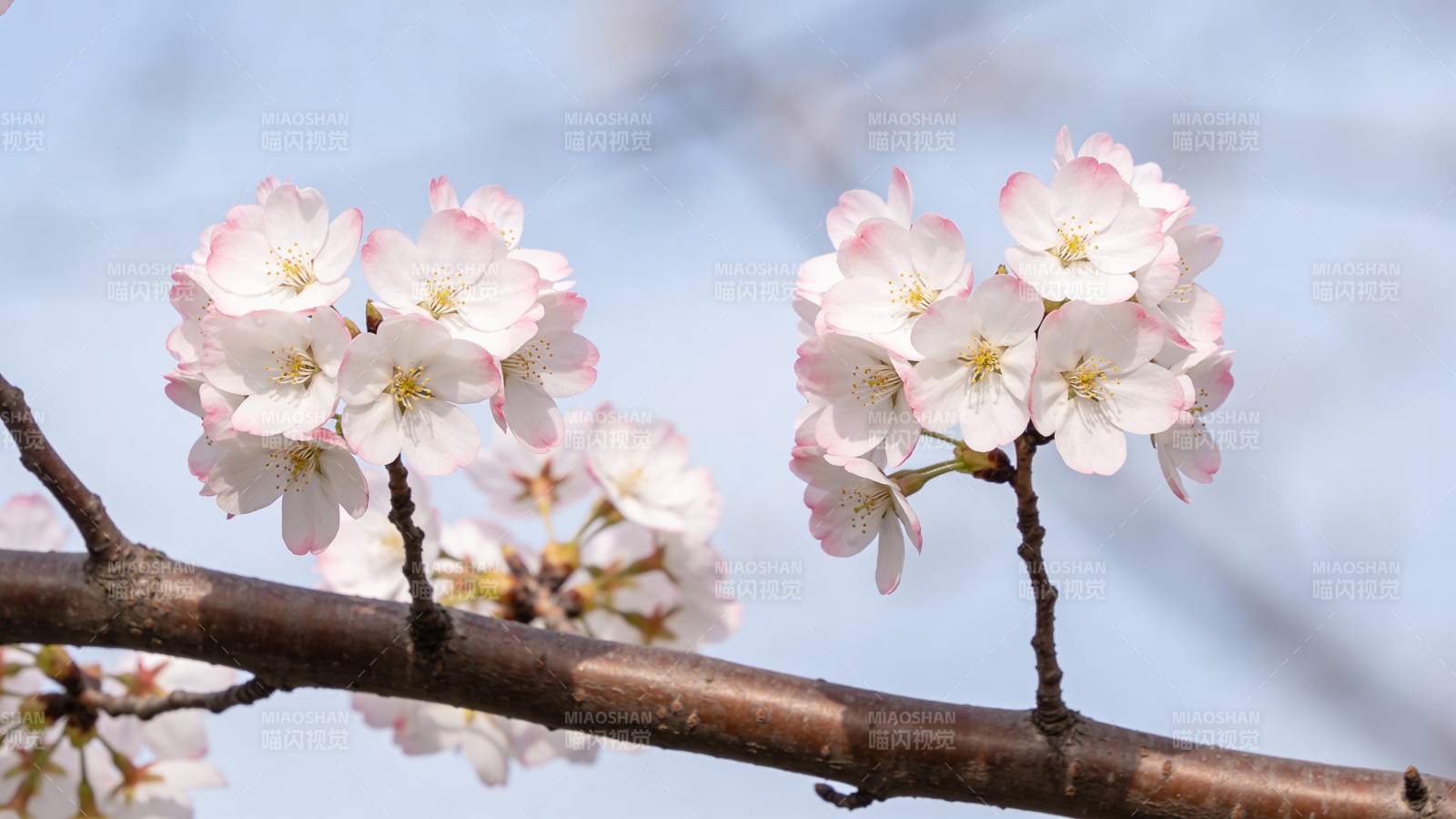 樱花绽放枝头图片