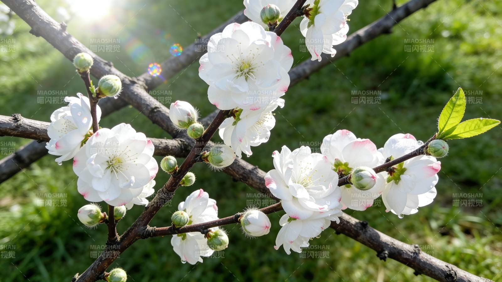 春日桃花绽放图片