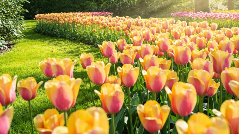 花海绚烂春日景图片