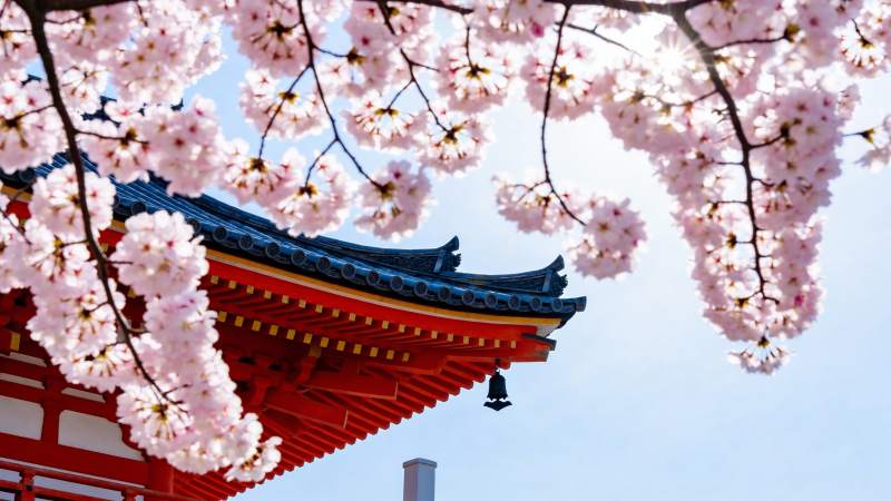 樱花映古檐图片