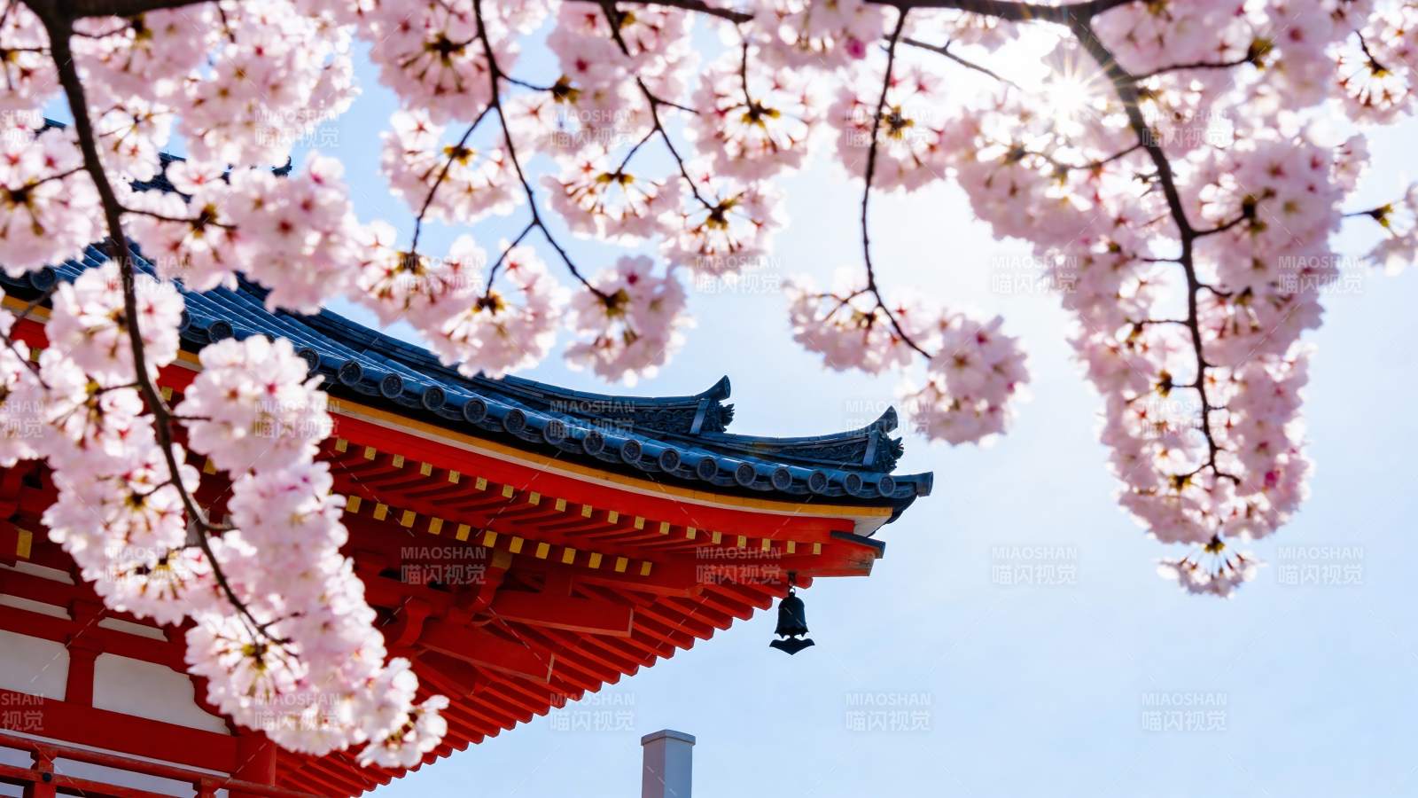 樱花映古檐图片