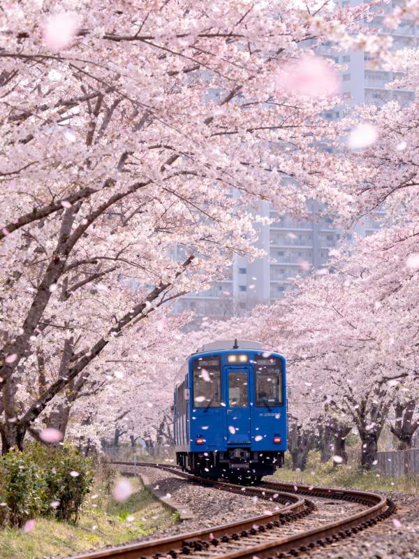 樱花列车驶来图片