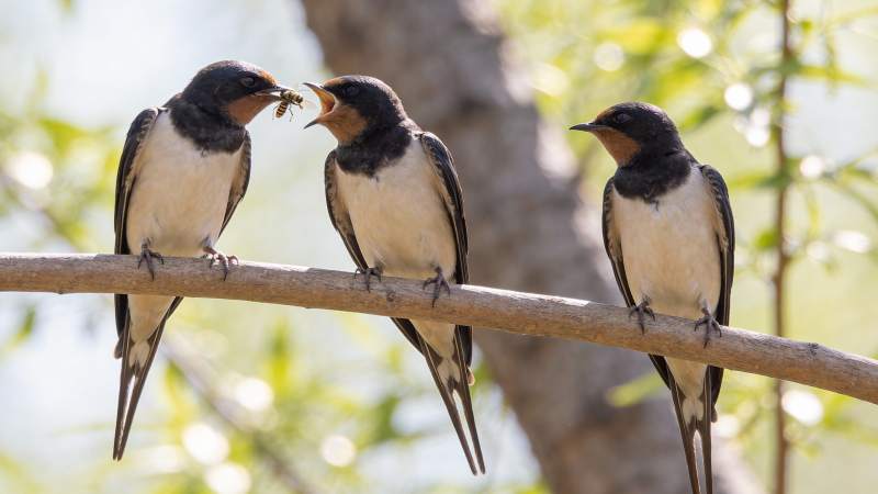 三燕栖枝共食虫图片