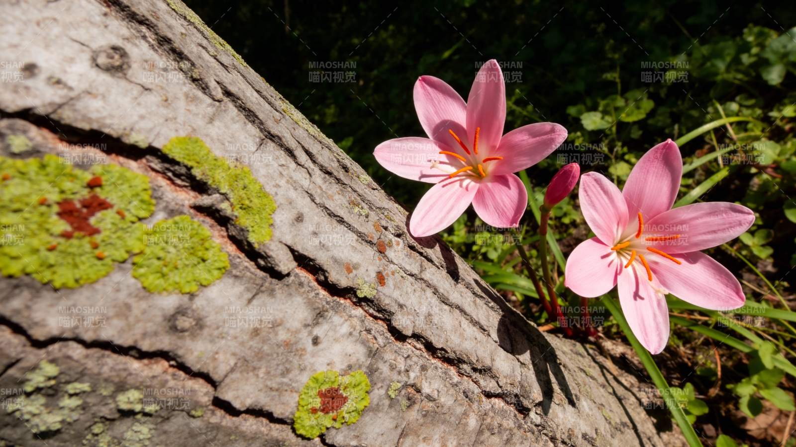 树皮上的粉花图片
