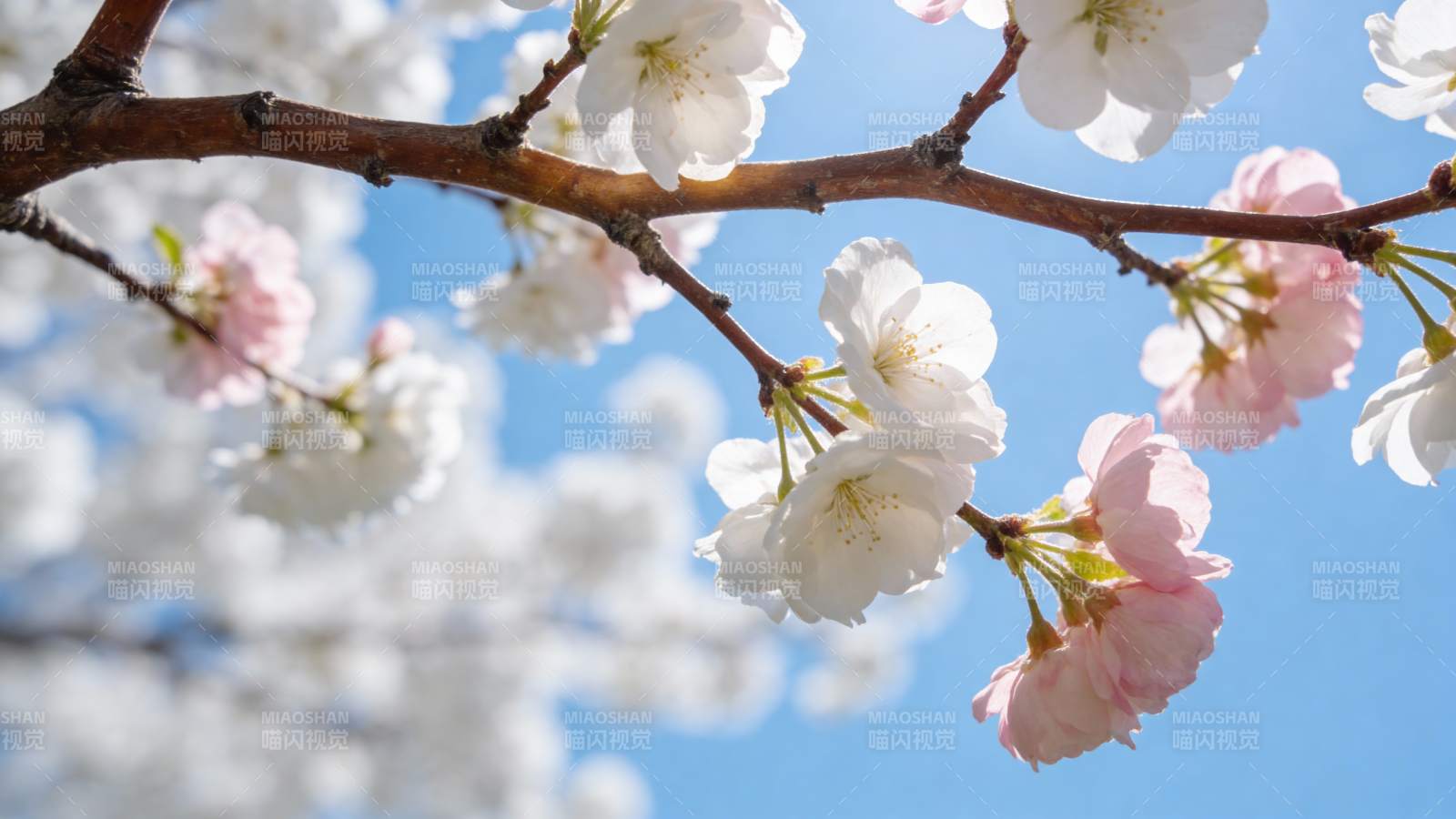 樱花绽放春日美景图片