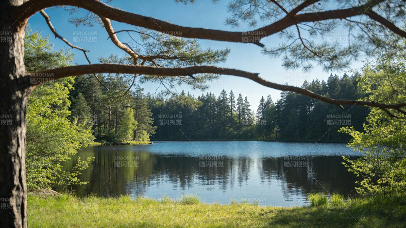 湖畔松影静谧景图片