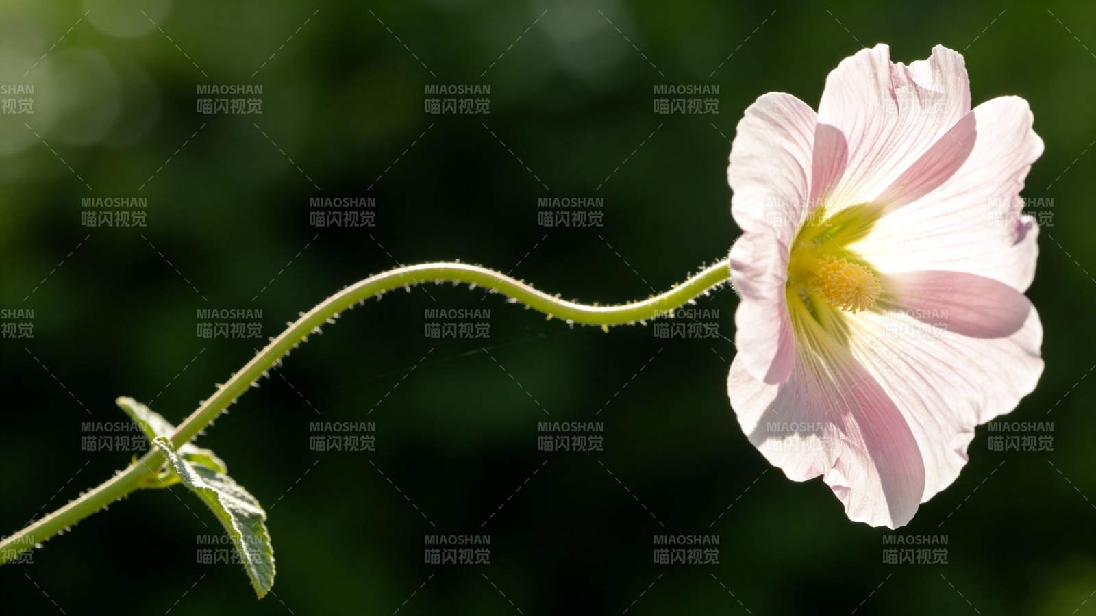 柔美粉花绽放图片