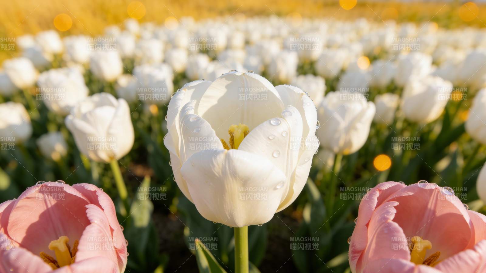 春日郁金香绽放图片
