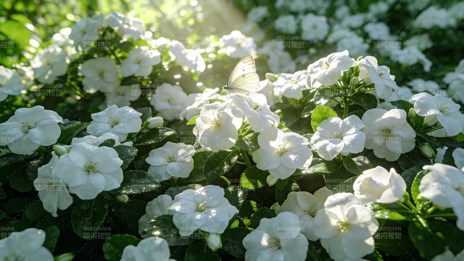 白花丛中蝶舞图片