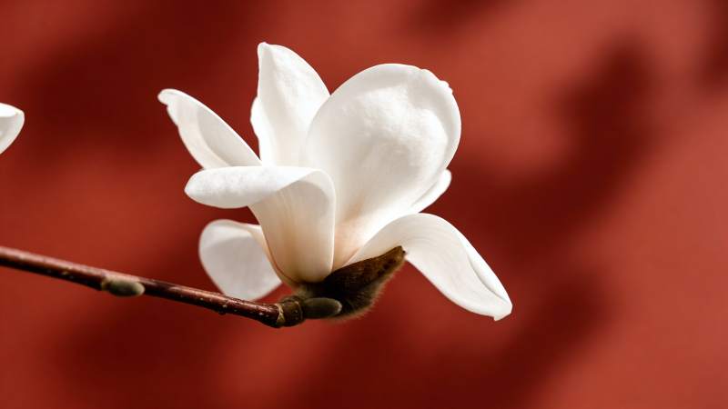 玉兰绽放 洁白如雪图片