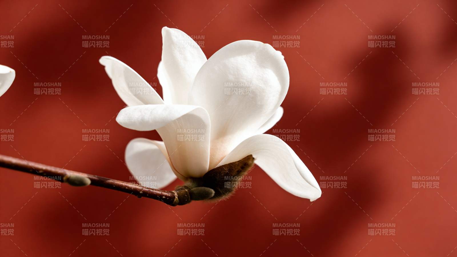 玉兰绽放 洁白如雪图片