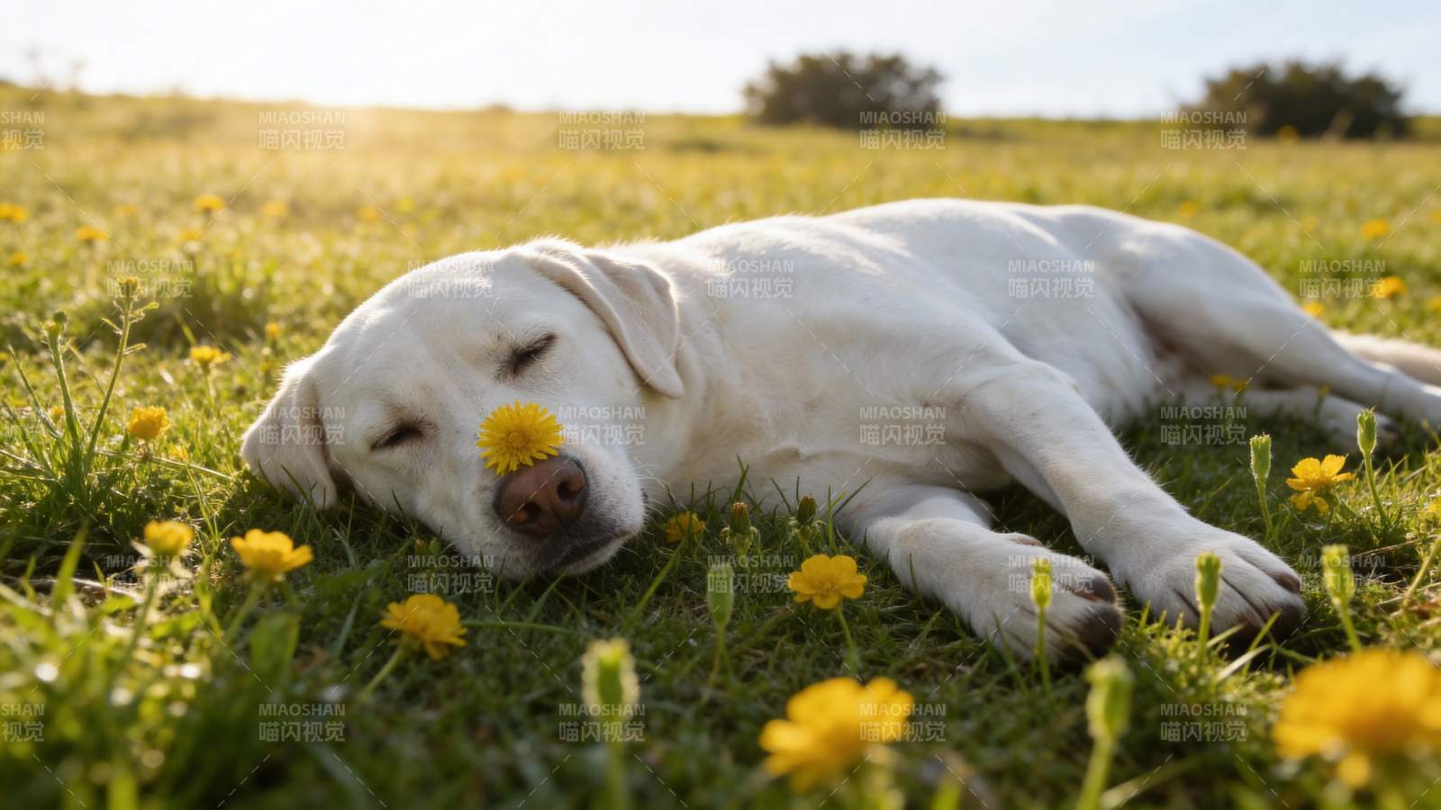 白狗卧花间图片