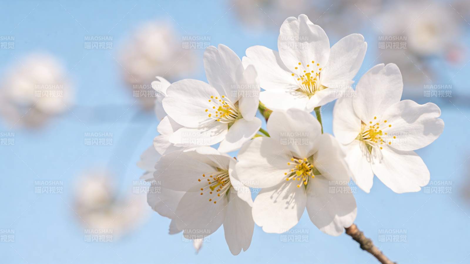 樱花绽放春日美图片