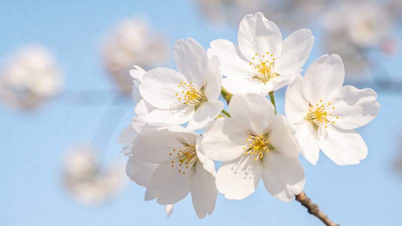 樱花绽放春日美图片