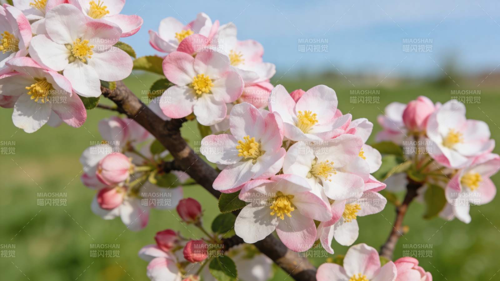 樱花绽放枝头图片