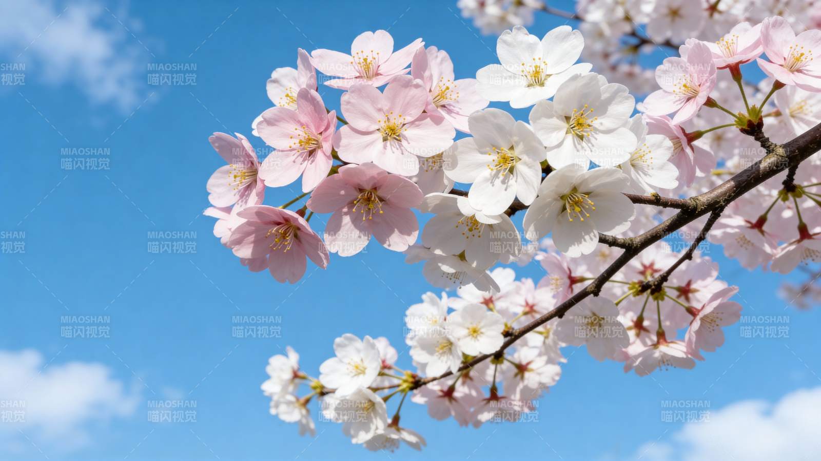 樱花绽放蓝天映图片