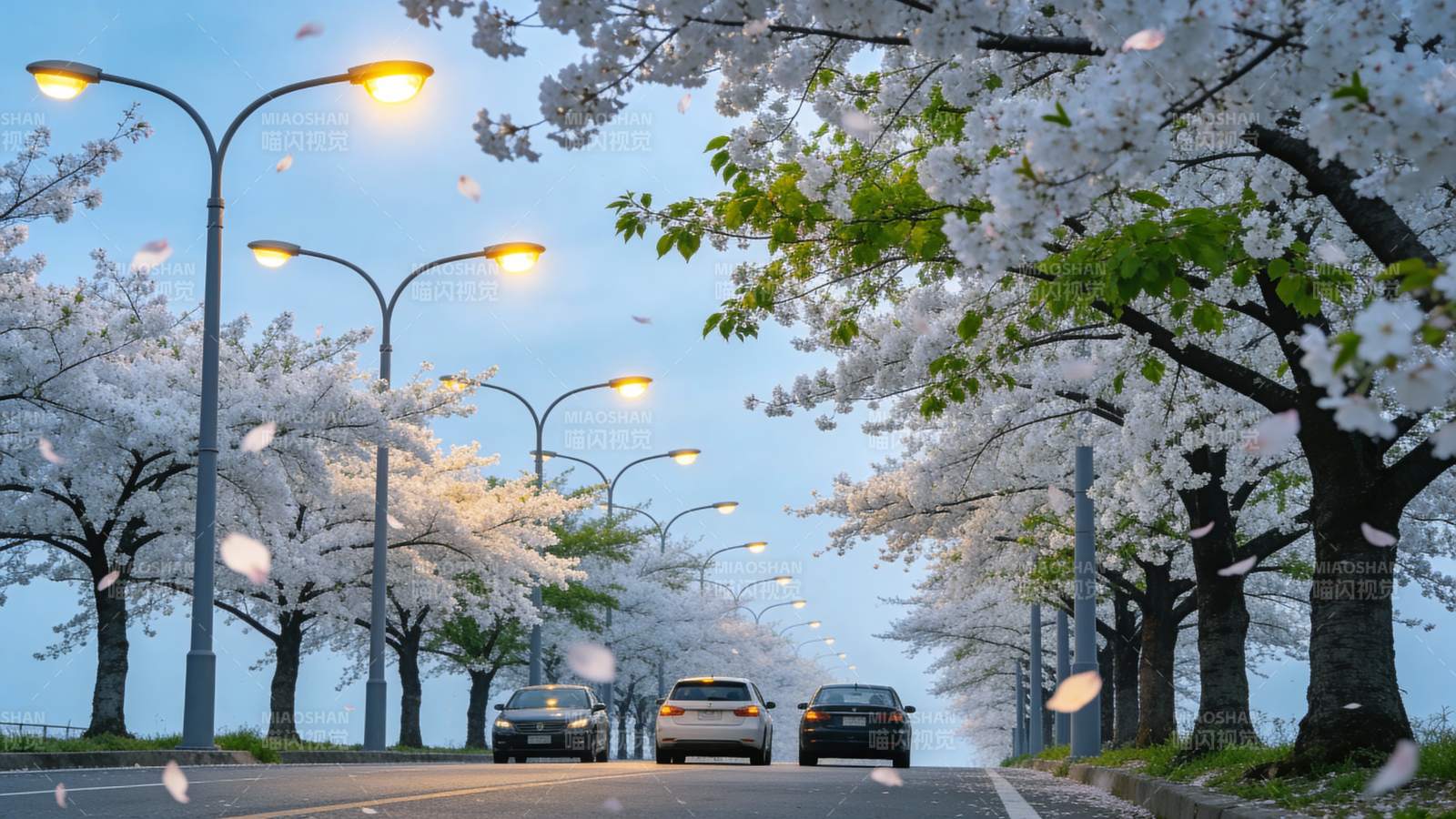 樱花大道夜景图片