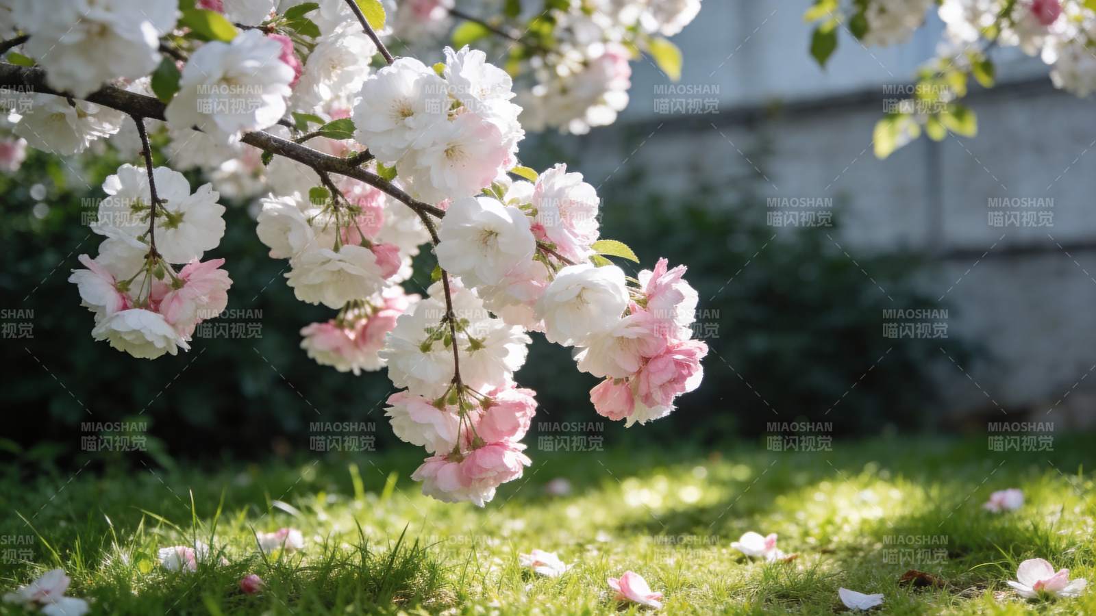 樱花绽放春意浓图片