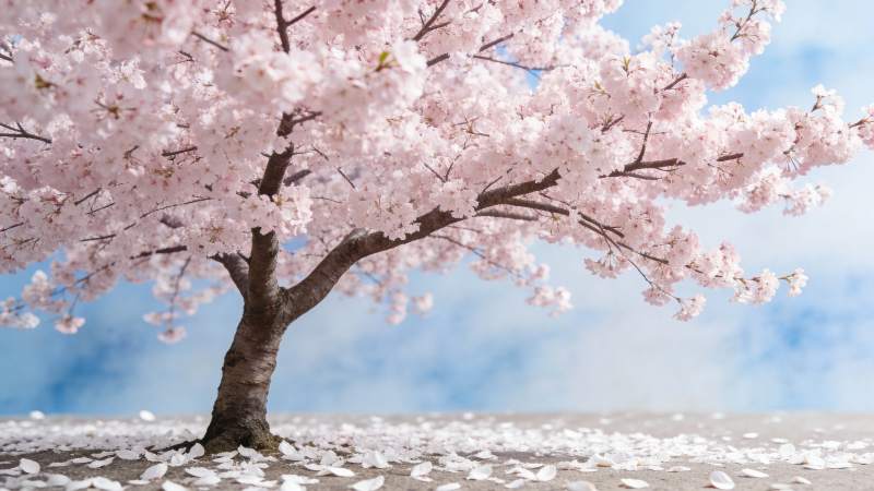 樱花盛开春意浓图片