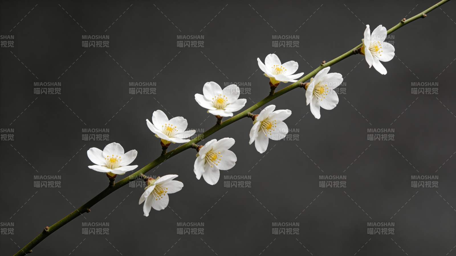 枝头梅花绽放图片