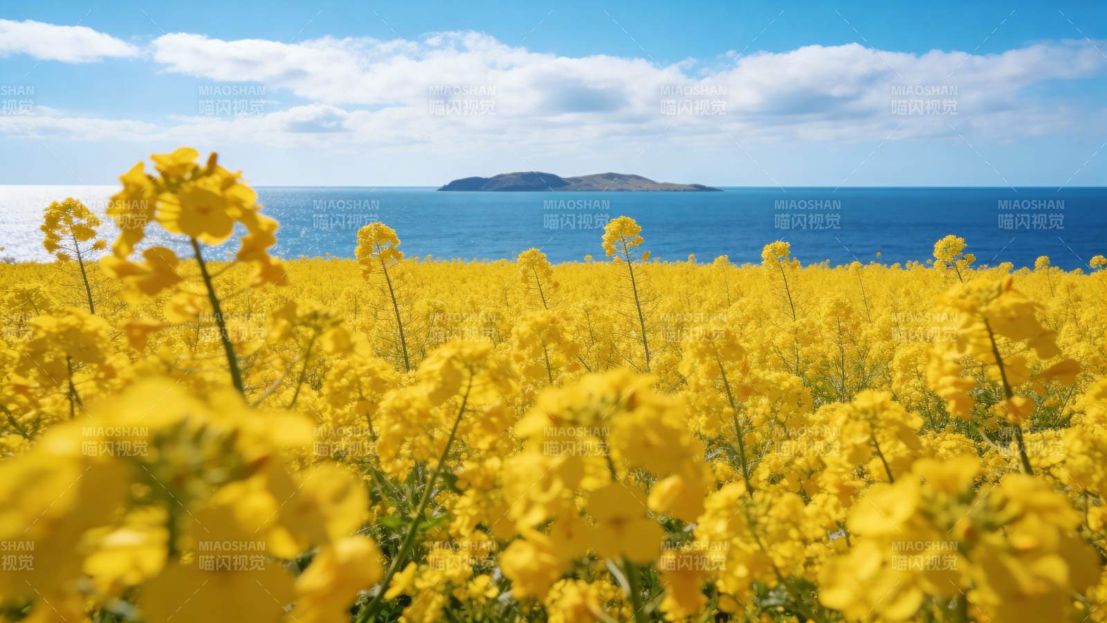 油菜花海映碧海图片