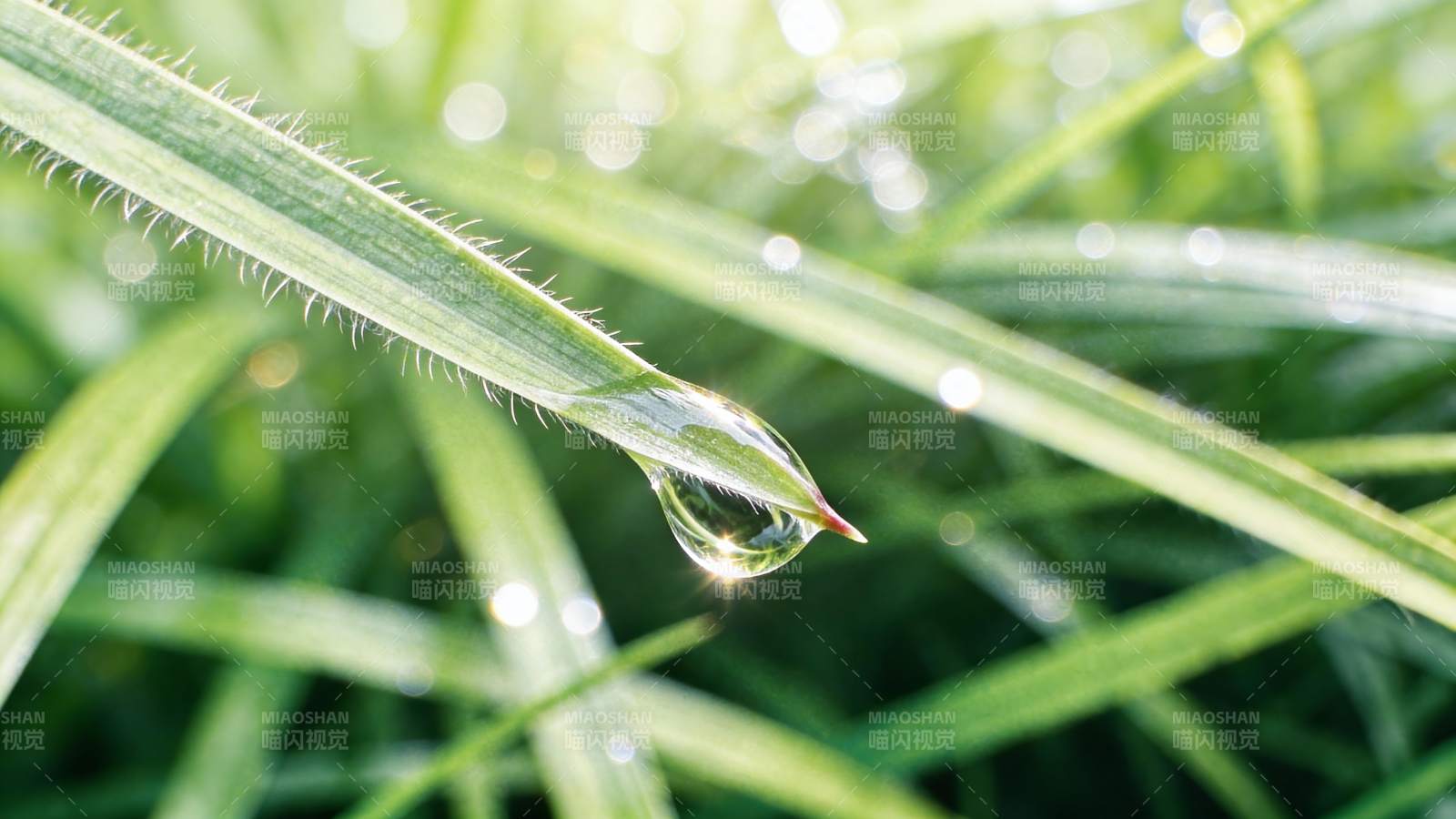 露珠轻挂草尖图片