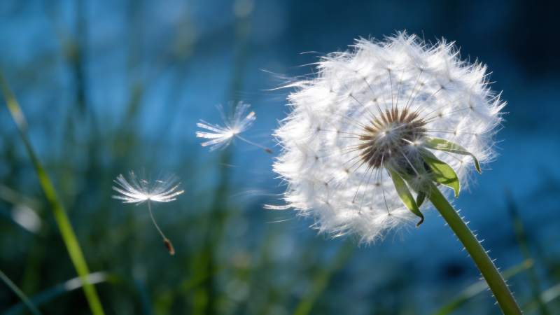 蒲公英随风飘散图片
