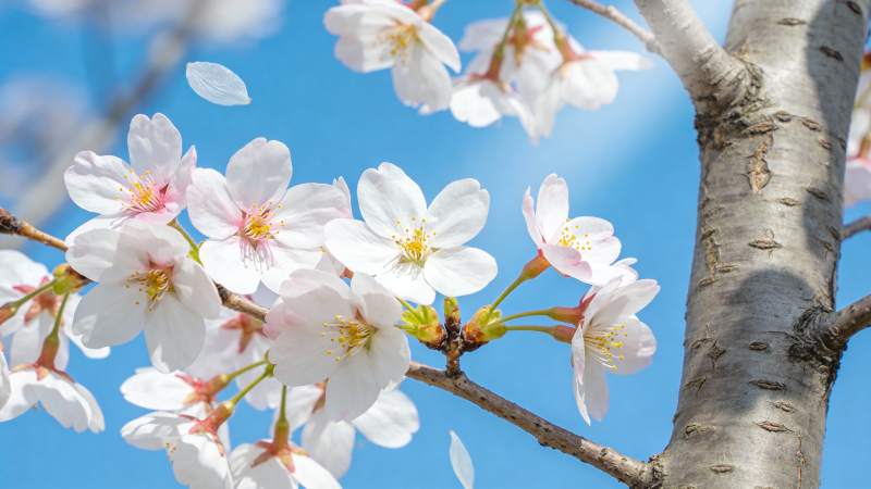 樱花绽放枝头图片