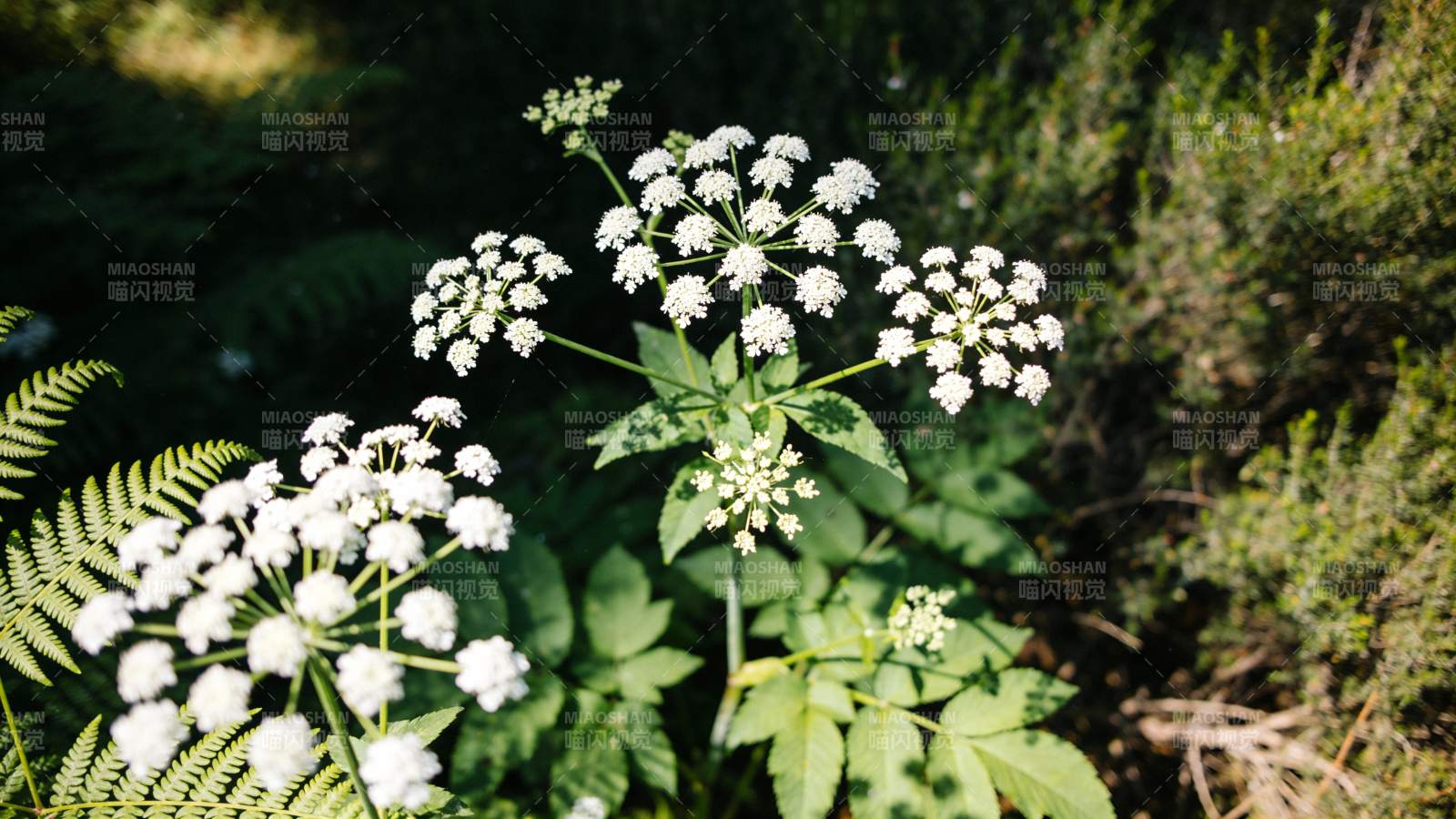 野花绽放于绿意中图片