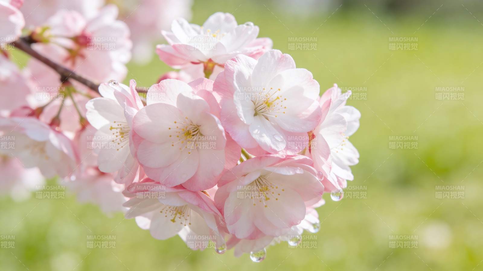 樱花绽放春意浓图片