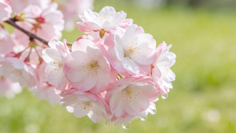 樱花绽放春意浓图片