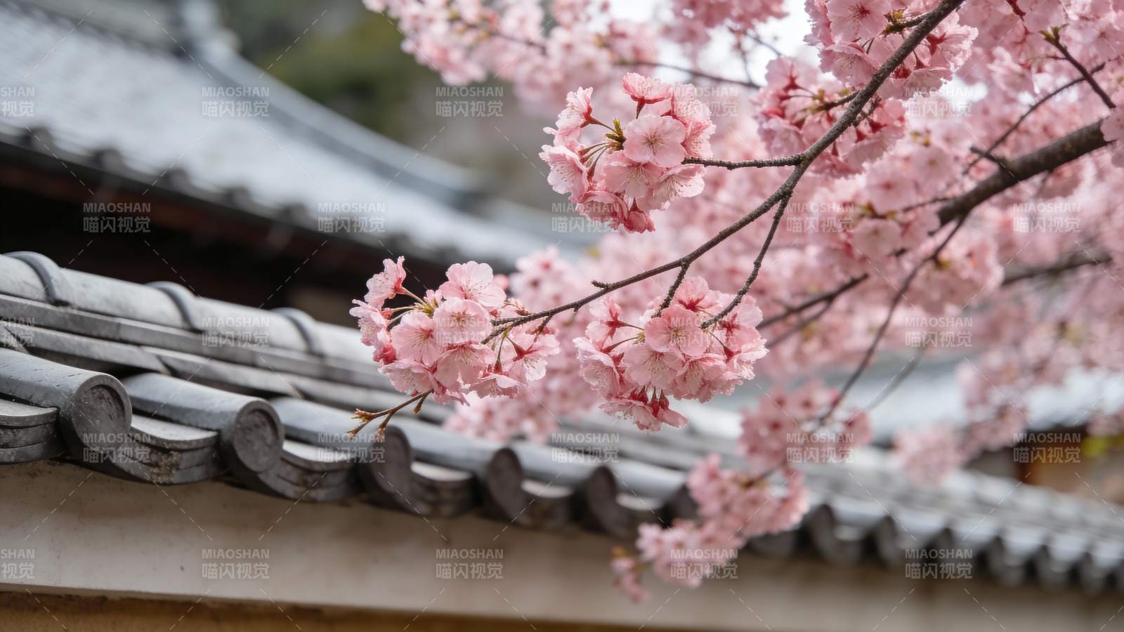樱花绽放屋檐下图片
