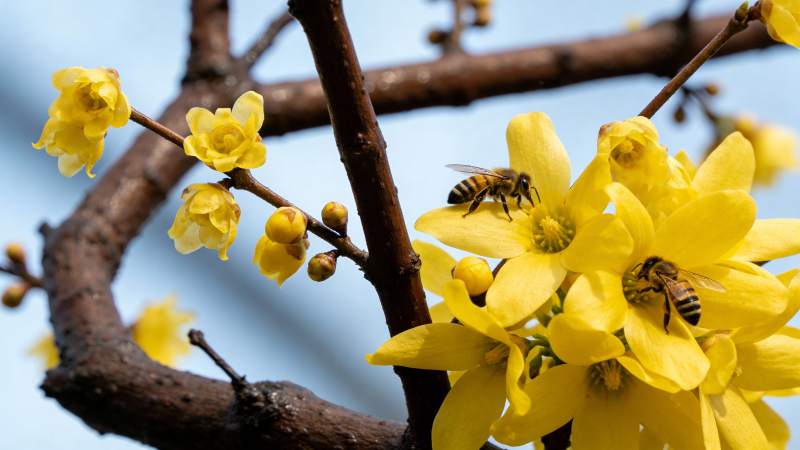 蜜蜂采蜜花丛中图片