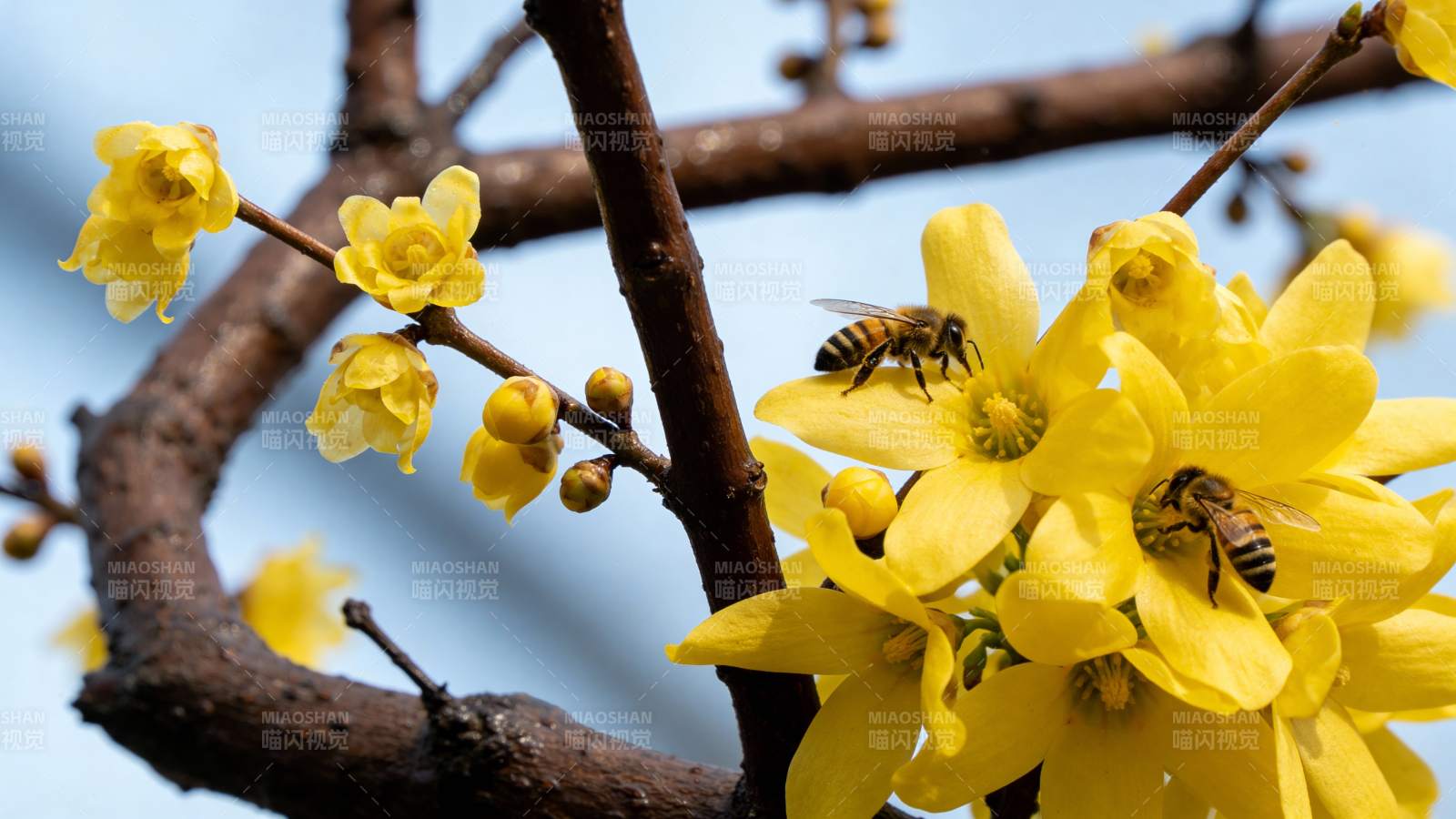 蜜蜂采蜜花丛中图片