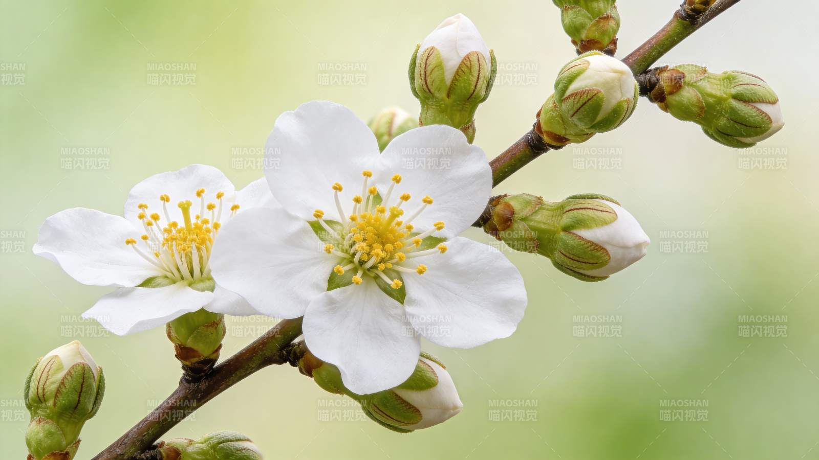 春日樱花绽放图片