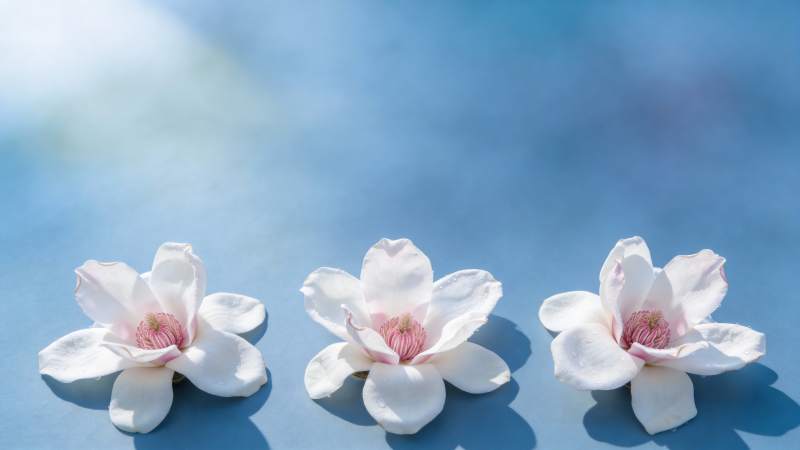 三朵白花静谧绽放图片